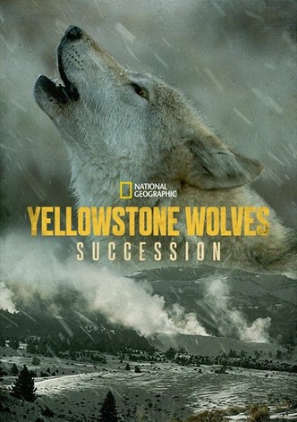 Yellowstone Wolves: Succession