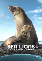 Sea Lions of the Galapagos