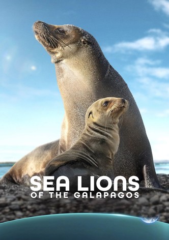 Sea Lions of the Galapagos