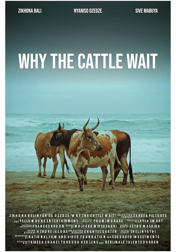Why The Cattle Wait