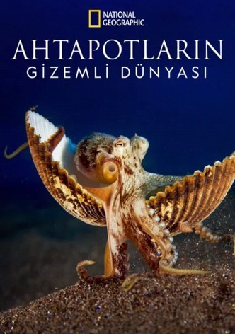 Ahtapotların Gizemli Dünyası