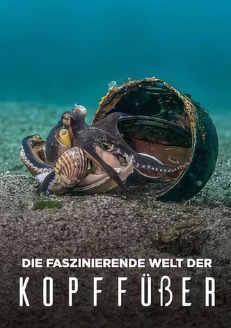 Die faszinierende Welt der Kopffüßer