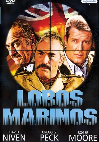 Lobos marinos