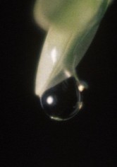 Raindrop