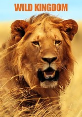 Wild Kingdom