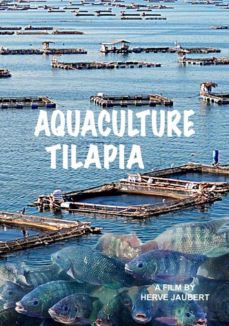 Aquaculture Tilapia