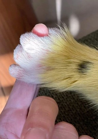 Marsupilami