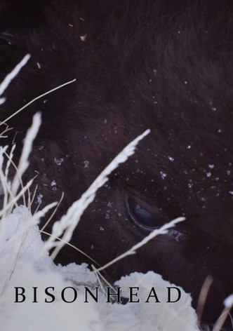 Bisonhead