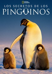 Los secretos de los pingüinos