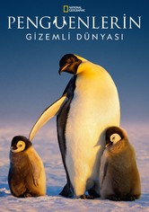 Penguenlerin Gizemli Dünyası