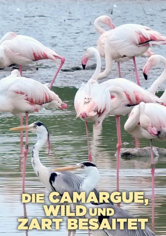 La Camargue, sauvage et fragile