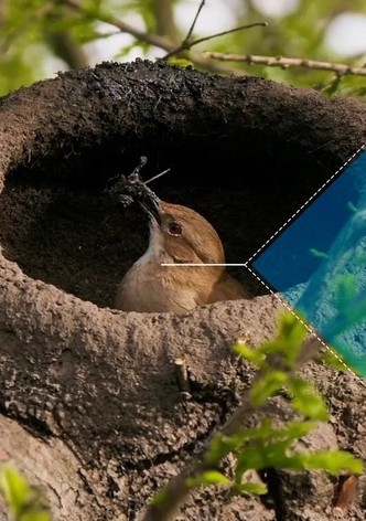 Animal Construction