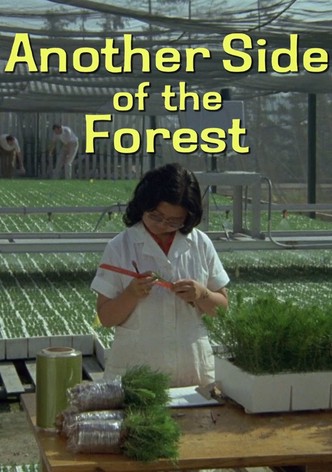 Another Side of the Forest