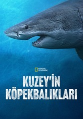 Kuzey'in Köpekbalıkları