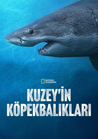 Kuzey'in Köpekbalıkları
