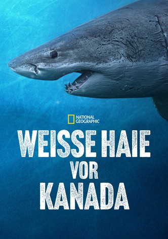 Weiße Haie vor Kanada