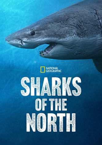 Sharks of the North