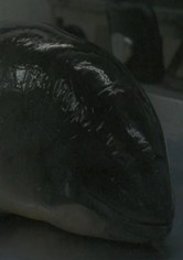 Necropsy of a Harbour Porpoise (Seeing From our Eyes into Theirs)