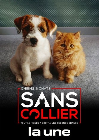 Chiens et chats sans collier