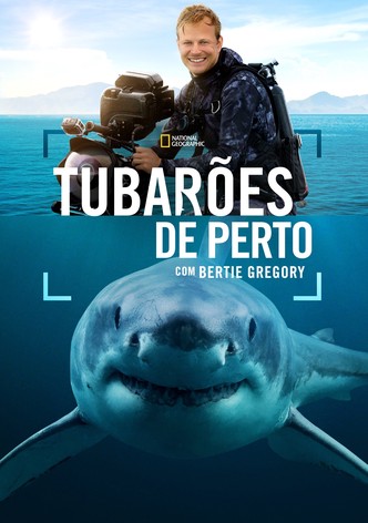 Tubarões de Perto com Bertie Gregory