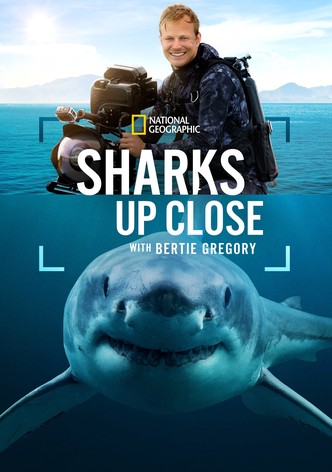 Sharks Up Close with Bertie Gregory