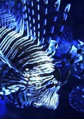 Lionfish: New Pirates of the Caribbean