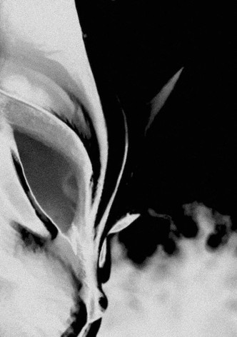 Cold Days From the Treetops