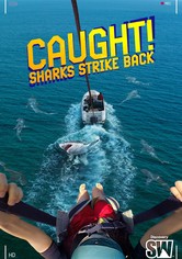 Caught! Sharks Strike Back