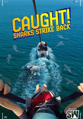 Caught! Sharks Strike Back