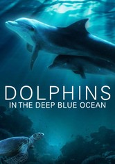 Dolphins in the Deep Blue Ocean