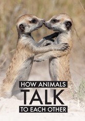 Wie Tiere miteinander sprechen