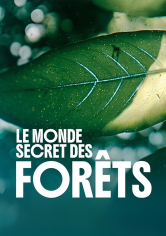Le monde secret des forêts