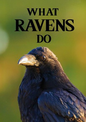 What Ravens Do