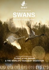 Swans: Mystery of the Missing
