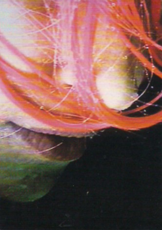 Rainwoman (I Am Called a Plant)