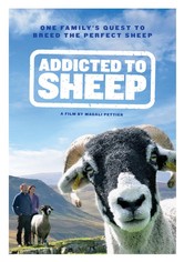 Addicted to Sheep