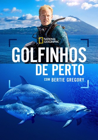 Golfinhos de Perto com Bertie Gregory