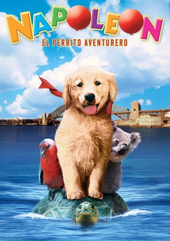 Napoleón, el perrito aventurero