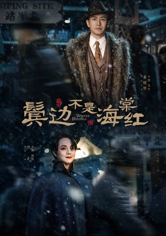 بيغونيا الشتاء