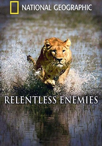 Relentless Enemies: Lions and Buffalo