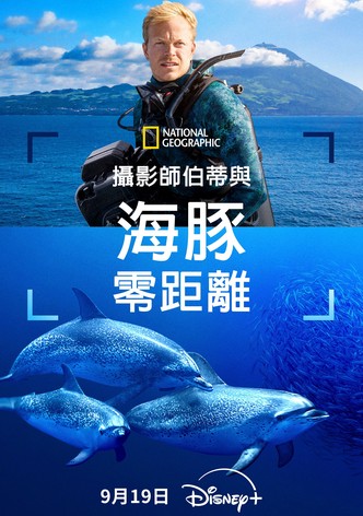 摄影师贝尔蒂与海豚零距离