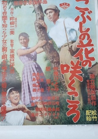 Kobushi no hana no sakukoro