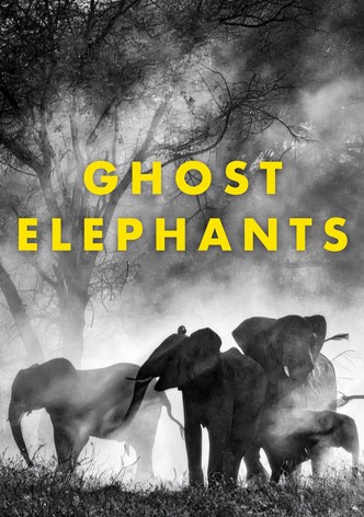 Ghost Elephants
