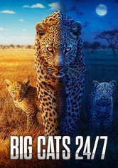 Big Cats 24/7