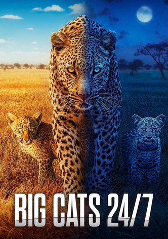 Big Cats 24/7