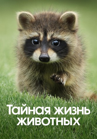 Тайная жизнь животных