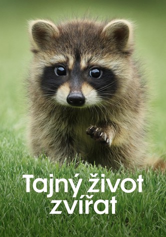 Tajný život zvířat