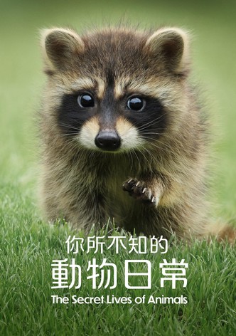 动物的秘密生活