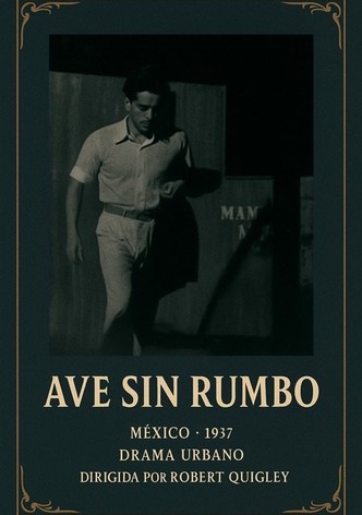 Ave sin rumbo