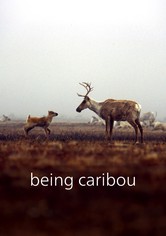 Being Caribou